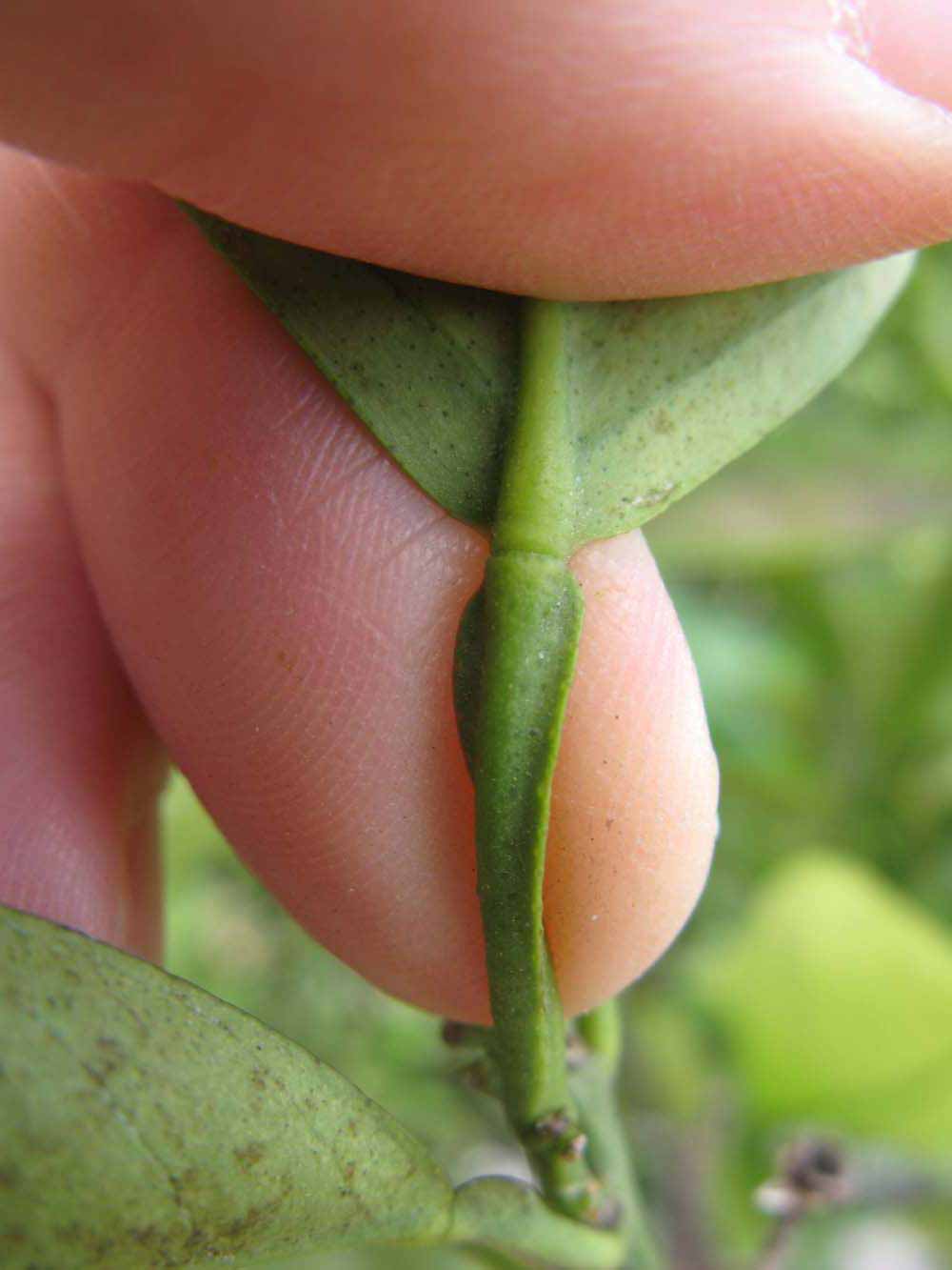              Petiole (Riverside, CA)       